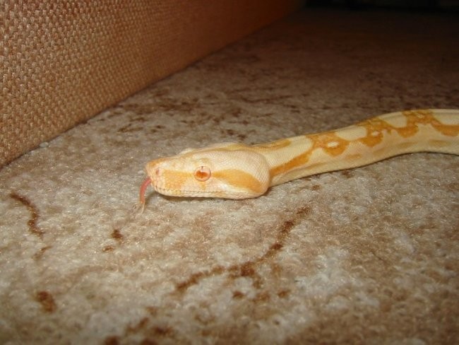 Albino boa - foto povečava