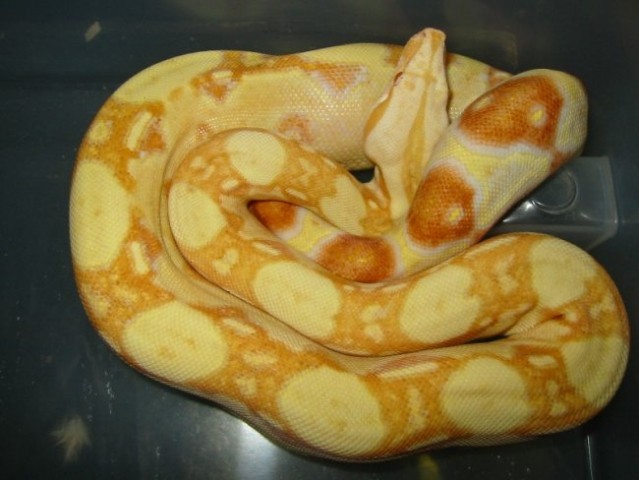 Albino boa - foto