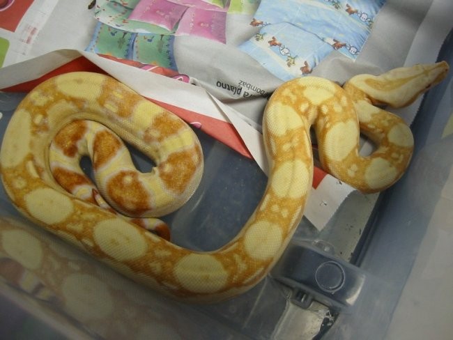 Albino boa - foto povečava