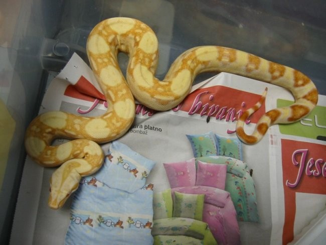 Albino boa - foto povečava