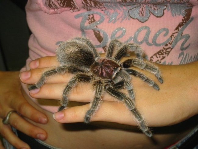 Spiders - foto povečava