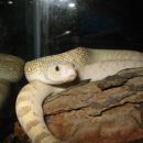 pituophis sayi ivory ghost