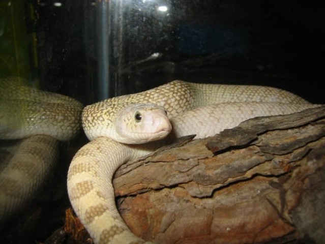 Pituophis sayi ivory ghost - foto