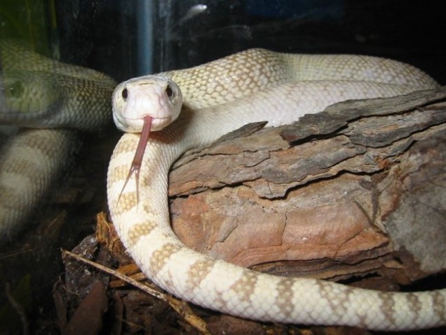 Pituophis sayi ivory ghost - foto