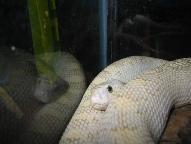 Pituophis sayi ivory ghost - foto