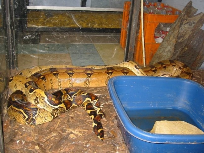 Boa breeding 2006/07 - foto povečava