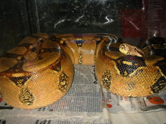 Boa breeding 2006/07 - foto
