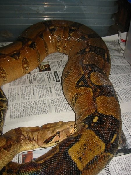 Boa breeding 2006/07 - foto