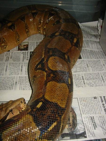 Boa breeding 2006/07 - foto