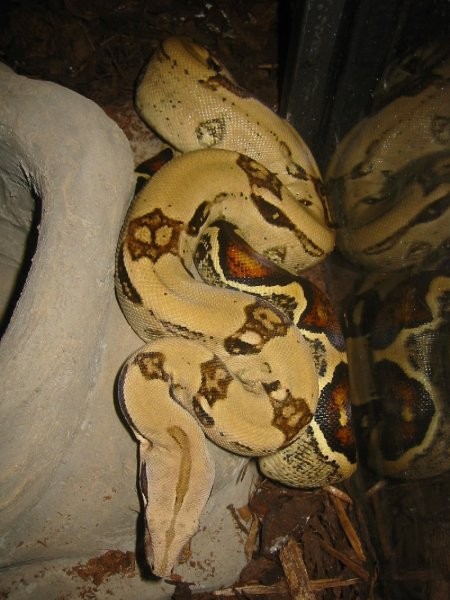 Jungle boa - foto povečava