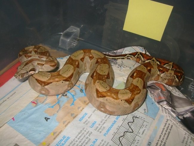 Bci x hog - foto povečava