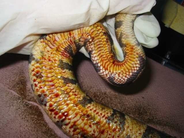 Bacterical infection python regius - foto