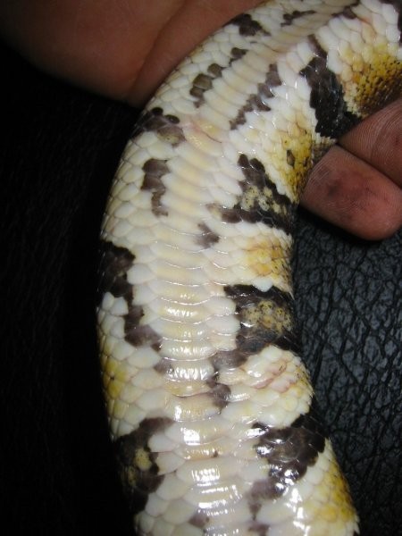 Bacterical infection python regius - foto povečava