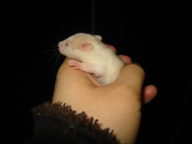 Rats - foto