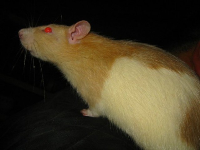 Rats - foto