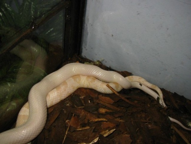 Panterophis breeding 2006/07 - foto