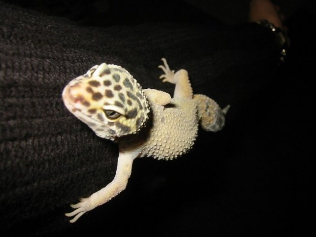 Geko - foto