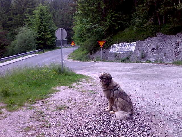 FLORA  SREDNJEDRAVSKA - foto povečava