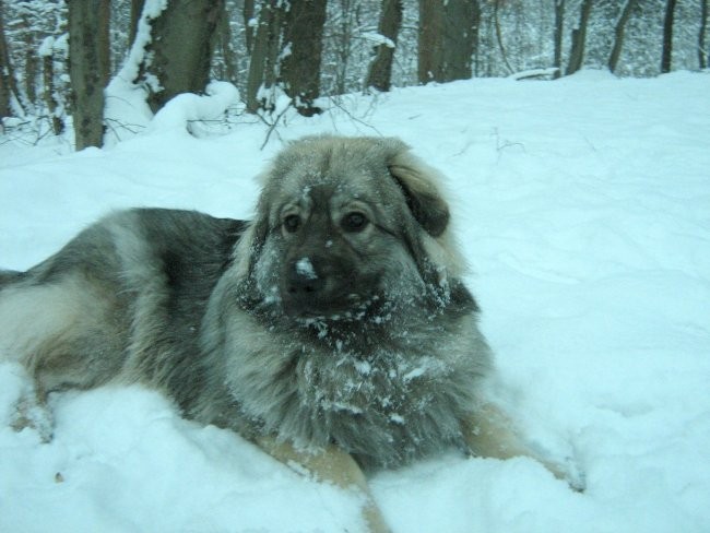 FRODO  SREDNJEDRAVSKI - foto povečava