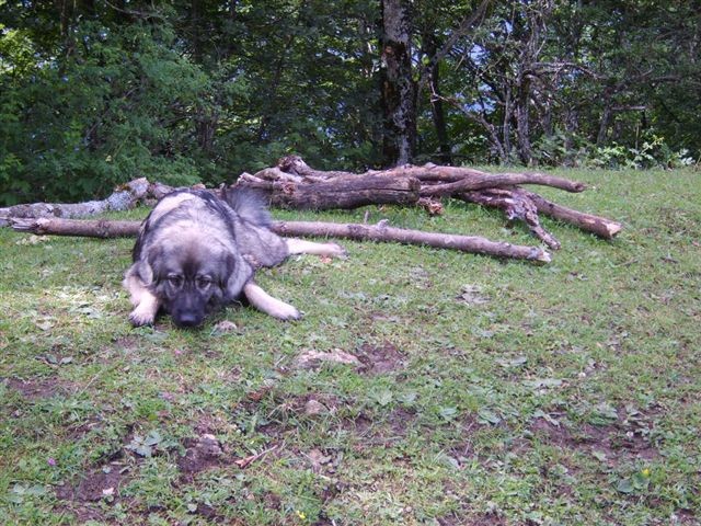 DAJA & FEJA  SREDNJEDRAVSKE - foto povečava