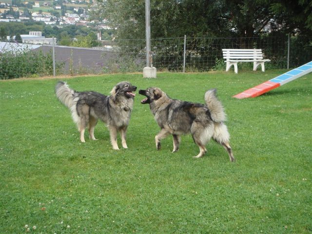 DAJA & FEJA  SREDNJEDRAVSKE - foto povečava