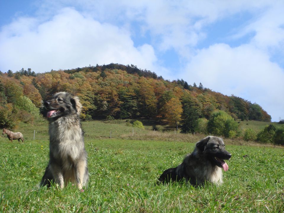 DAJA & FEJA  SREDNJEDRAVSKE - foto povečava