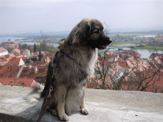 DAJA & FEJA  SREDNJEDRAVSKE - foto
