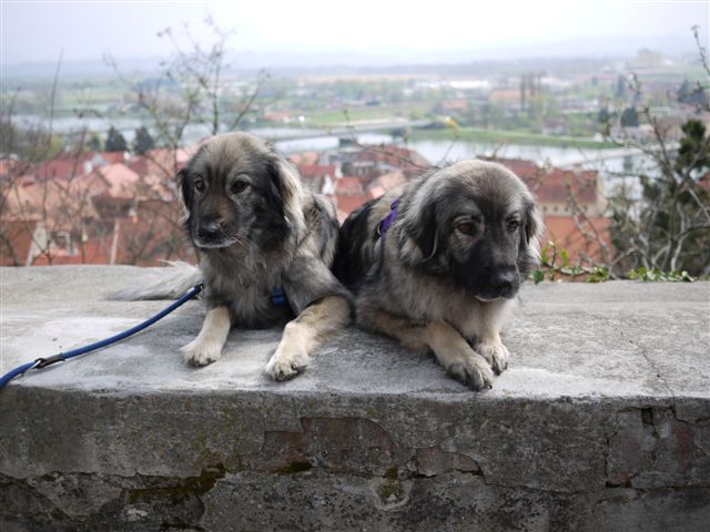 DAJA & FEJA  SREDNJEDRAVSKE - foto povečava