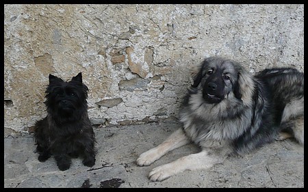 GROM SREDNJEDRAVSKI - foto povečava