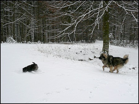 GROM SREDNJEDRAVSKI - foto povečava