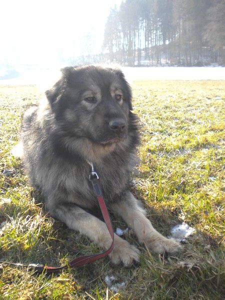 GROM SREDNJEDRAVSKI - foto povečava