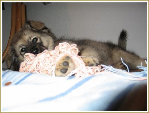GORENJKA  MOMO  SREDNJEDRAVSKA - foto