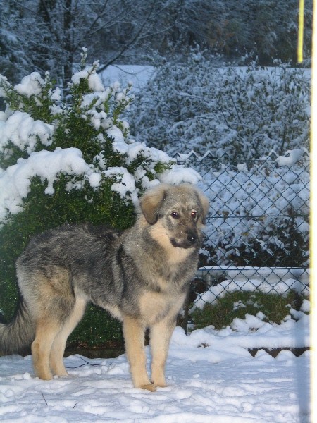 GORENJKA  MOMO  SREDNJEDRAVSKA - foto povečava