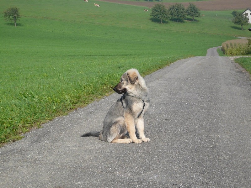 GORENJKA  MOMO  SREDNJEDRAVSKA - foto povečava