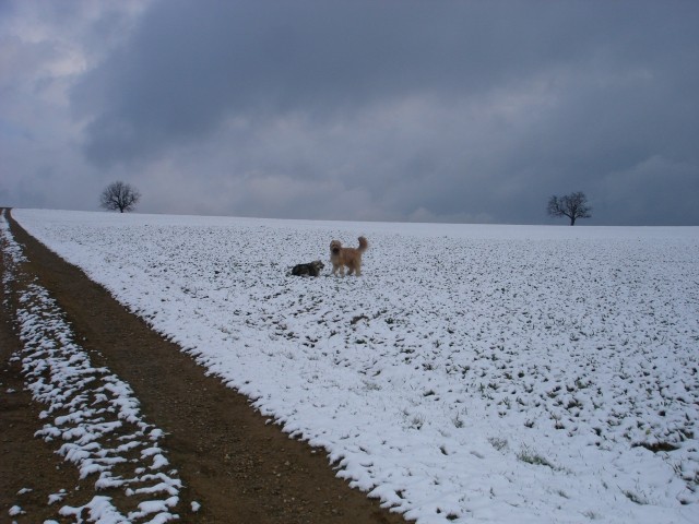 GORENJKA  MOMO  SREDNJEDRAVSKA - foto