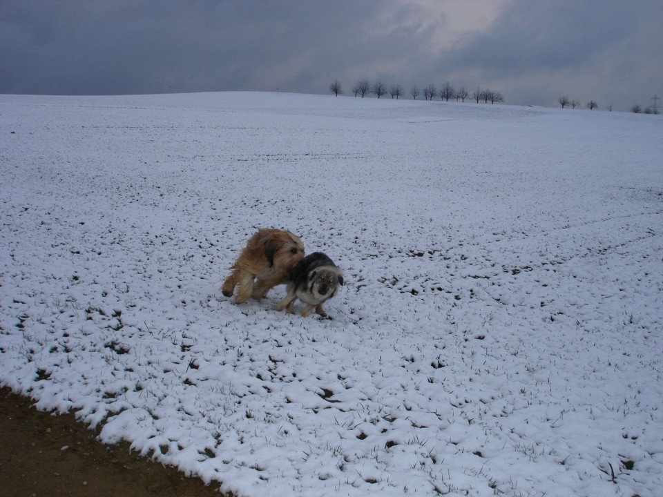 GORENJKA  MOMO  SREDNJEDRAVSKA - foto povečava