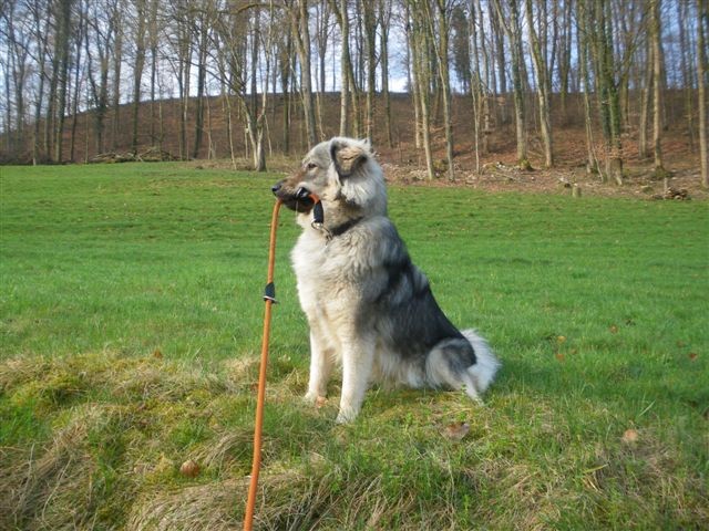 GORENJKA  MOMO  SREDNJEDRAVSKA - foto