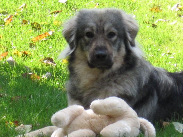 GORENJKA  MOMO  SREDNJEDRAVSKA - foto povečava