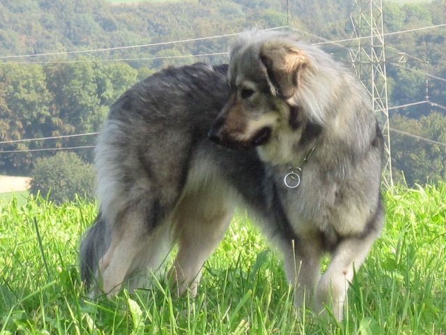 GORENJKA  MOMO  SREDNJEDRAVSKA - foto povečava