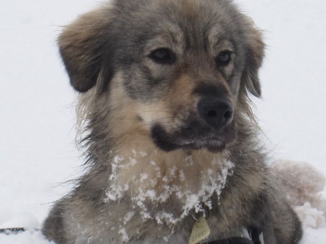 GORENJKA  MOMO  SREDNJEDRAVSKA - foto