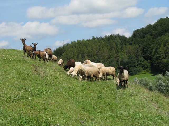 HANA  SREDNJEDRAVSKA - foto