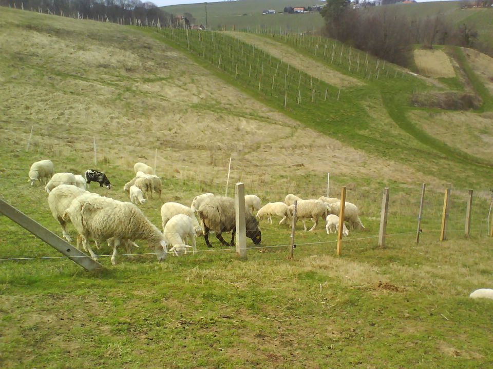 HIL  SREDNJEDRAVSKI - foto povečava