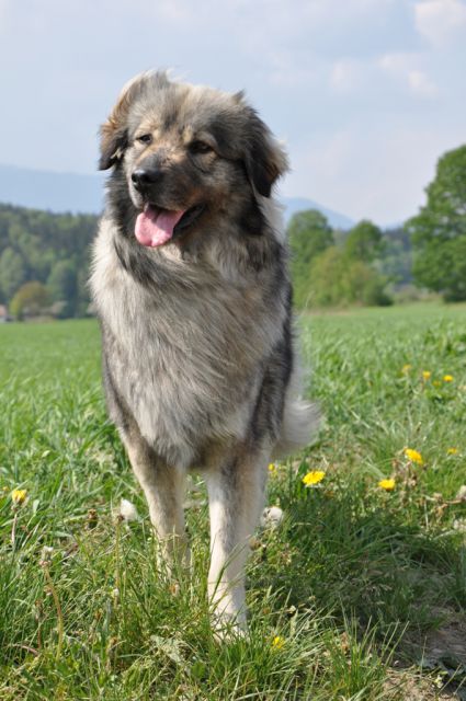 HAJDI  SREDNJEDRAVSKA - foto