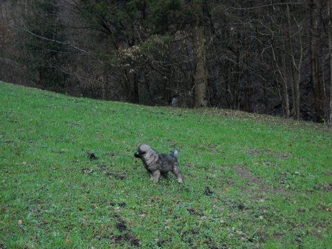 IRON SREDNJEDRAVSKI - foto povečava