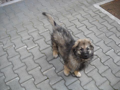 IRON SREDNJEDRAVSKI - foto povečava