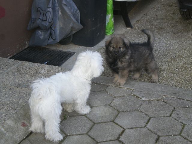 IRKO  SREDNJEDRAVSKI - foto povečava