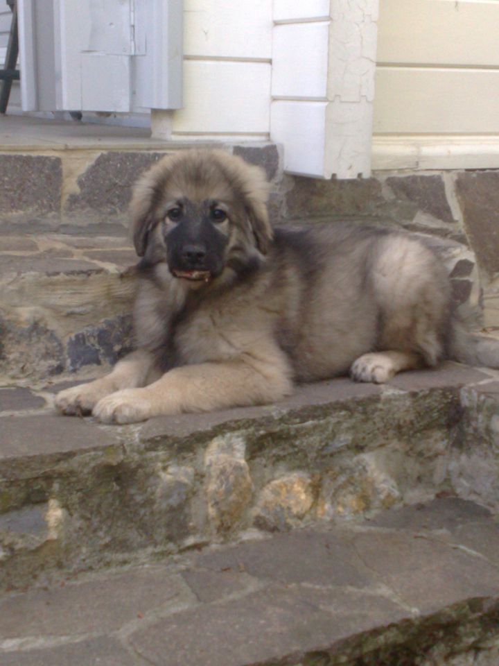 Jon srednjedravski - foto povečava