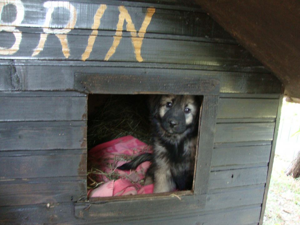 JAR SREDNJEDRAVSKI - foto povečava