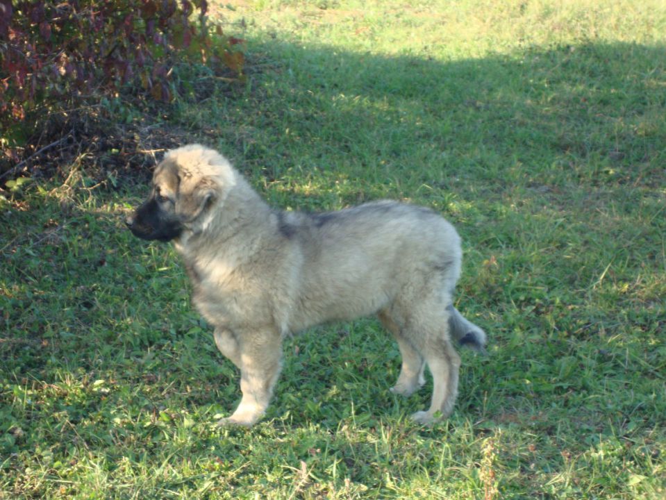 JAR SREDNJEDRAVSKI - foto povečava