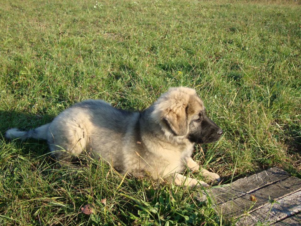 JAR SREDNJEDRAVSKI - foto povečava